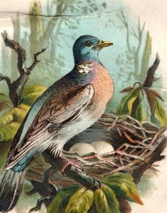 1870s-80s Victorian Trade Card Lovely Wood Pigeon With Nest & Eggs 3M