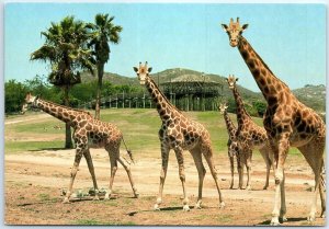 Postcard - Ugandan/Baringo Giraffe, San Diego Wild Animal Park - San Diego, CA