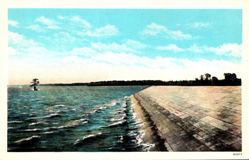 Virginia Jamestown Island Showing Lone Cypress Tree and Sea Wall