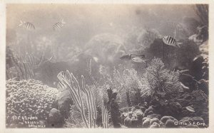 RP; NASSAU, Bahamas, 1900-1910s; Sea Garden