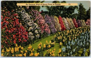 Postcard - An Unusual Wall of Sweet Peas in Florida