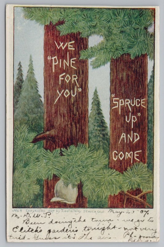 Comics~View Of Two Pine And Spruce Trees~PM 1907~Vintage Postcard 