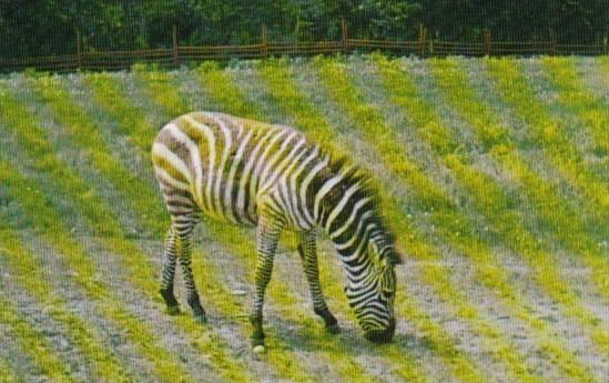 Canada Zebra At Alberta Game Farm Edmonton Alberta