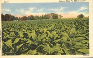 Tobacco Field in Old Kentucky - Agriculture Cultivation - Linen