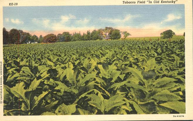 Tobacco Field in Old Kentucky - Agriculture Cultivation - Linen