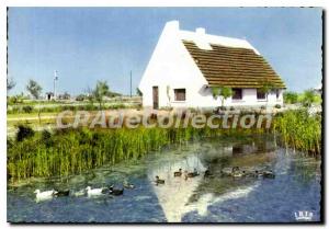 Postcard Modern With The Camargue herdsmen herdsmen Shack in Milleu Marsh