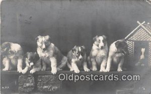 Real Photo Canine, Dog Postcard
