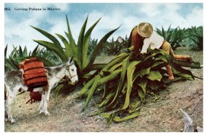 Getting Pulque Mexico Donkey Agave Plant Vintage Postcard