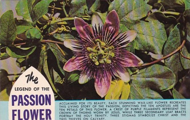 The Legend Of The Passion Flower