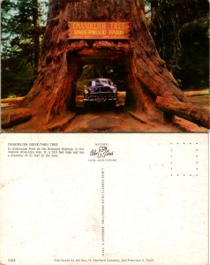 Chandelier Drive-Thru Tree, Calif. (14989