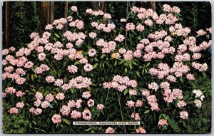 The State Flower Of Washington Rhododendron Thrives In The Foothills Postcard