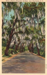 Vintage Postcard 1943 Road To Magnolia Gardens Near Charleston South Carolina SC