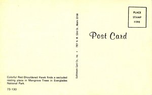 FL - Everglades. Red Shouldered Hawk