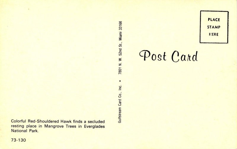 FL - Everglades. Red Shouldered Hawk