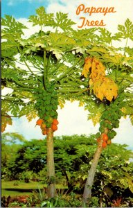 Vintage Papaya Trees Hawaii HI Chrome Nani Li'l Postcard