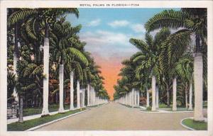 Florida Royal Palms In Florida 1936