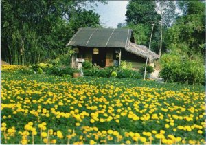 CPM Mot Thoang Sai Gon - Village Planting Flowers in Go Vap VIETNAM (1068995)