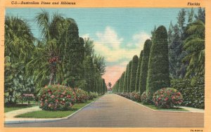 Vintage Postcard 1950's Famous Palm Beaches Australian Pines Hibiscus Florida