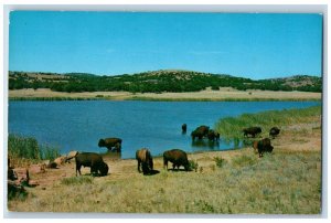 Medicine Park Oklahoma Postcard Buffalo Quanah Parker Lake Wichita Wildlife 1960