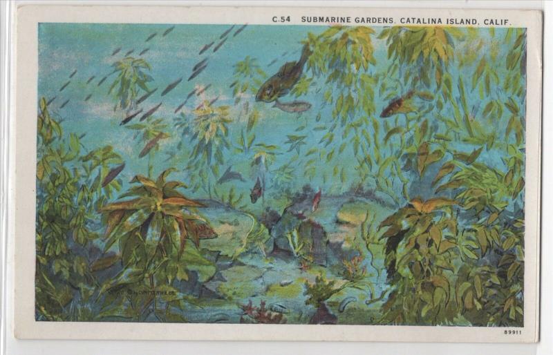 Submarine Gardens Catalina Island CA California Underwater Scene Postcard