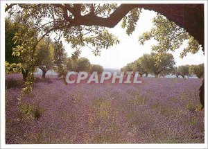 Postcard Modern Provence Almond trees and lavender fields