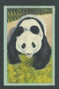 1946 PPC Giant Panda At Brookfield Zoo Chicago IL
