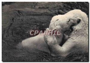 Old Postcard Polar Bears Zoo Bois de Vincennes Paris