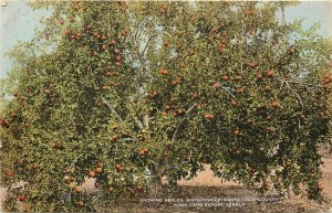 c1915 Postcard; Growing Apples Watsonville CA Santa Cruz Co. Pajaro Valley Ag.