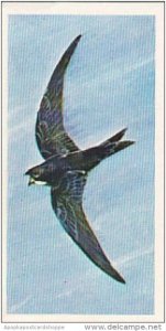 Brooke Bond Vintage Trade Card Wonders Of Wildlife 1976 No 3 The Swift Airspe...