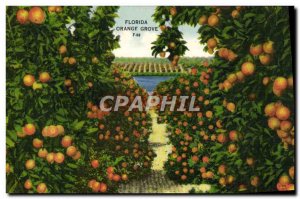 Postcard Old Florida Orange Grove