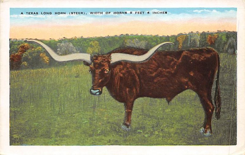 Texas Long Horn, Steer Cow Unused 