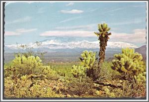 Arizona Teddy Bear Cholla Cactus - [AZ-072X]