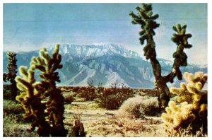 Some Of The Myriad Forms Of Cactus In Desert Sands Cactus Postcard Posted 1963
