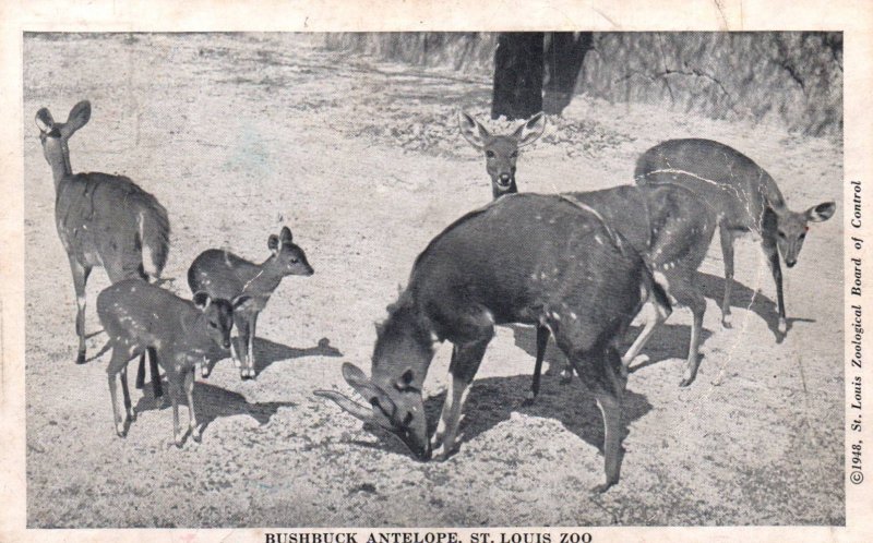 Bushbuck Antelope,St Louis Zoo,St Louis,MO BIN