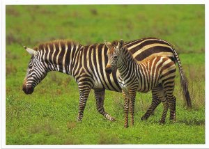 US Exotic Wildlife  Unused - Grevy's Zebra.  Beautiful.