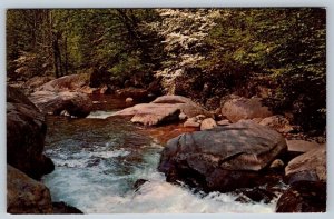 East Fork Little Pigeon River Great Smoky Mountains National Park, 1973 Postcard