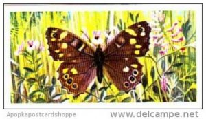 Brooke Bond Tea Trade Card British Butterflies No 1 Speckled Wood