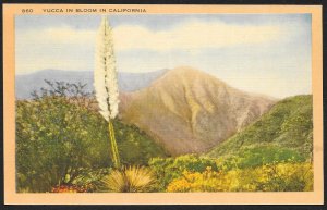 Yucca Tree in Bloom California Unused c1930s