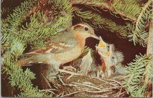 Animal~Varied Thrush~Momma Bird Feeding Young In Nest~Vintage Postcard 