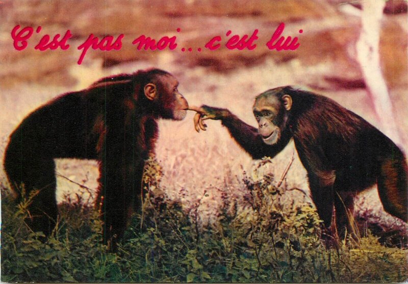 Animals comic chimpanzee - It's not me... it's him - France greetings postcard