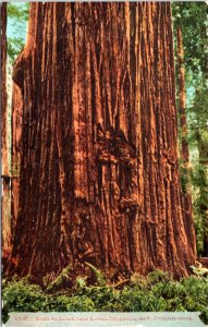 Giant Redwood near Eureka California at 44 ft circumference