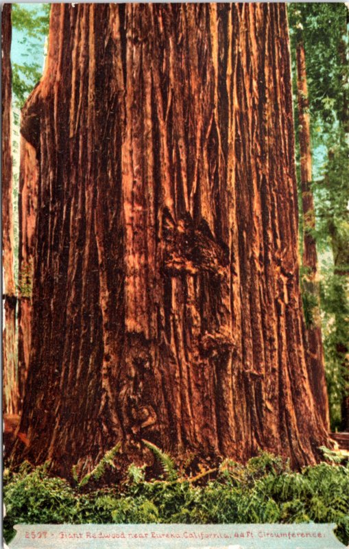 Giant Redwood near Eureka California at 44 ft circumference