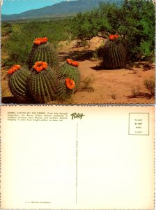 Barrell Cactus on the Desert (12006)