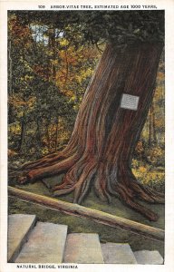 F74/ Natural Bridge Virginia Postcard c1910 Arbor-Vitae Tree 1000 Years Old