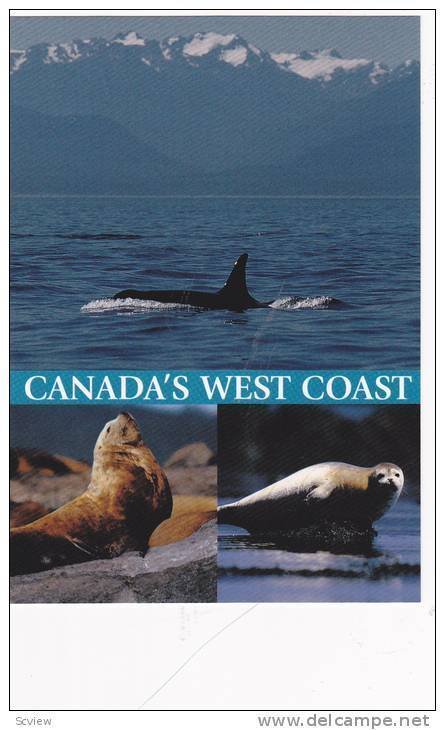 Orca / Killer Whale, West Coast , B.C. , Canada , 60-80s 2/3