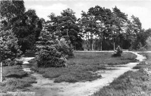 BG32384 gifhorn heideweg   germany  CPSM 14x9cm