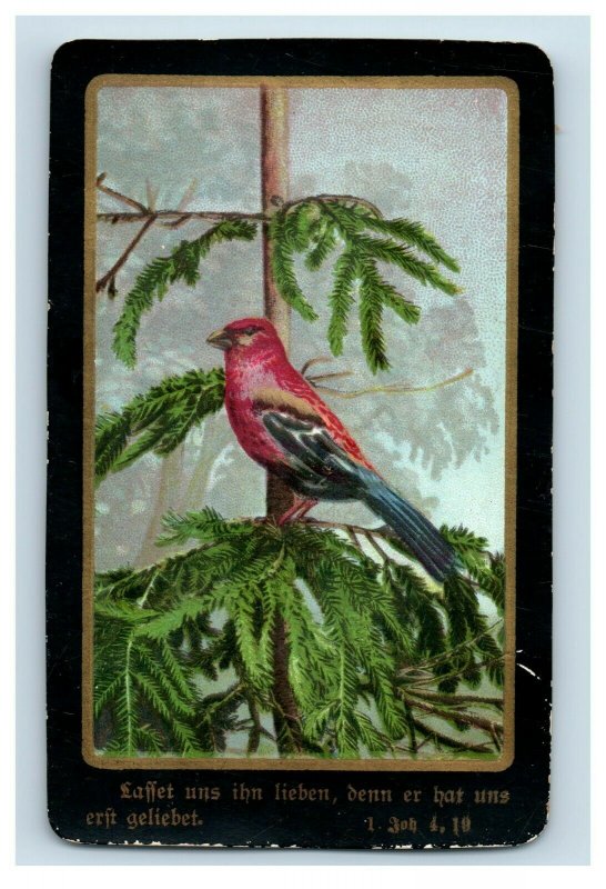 1880's German Religious Bible Quote Beautiful Wild Bird Parrot P186