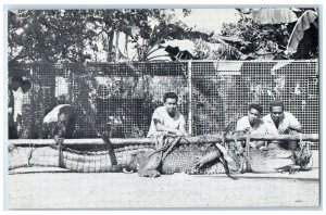 c1940s Marine Crocodile Captured in Ngaremiengui Palau Caroline Islands Postcard