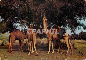 Modern Postcard Camels in pasture