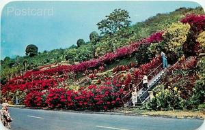 HI, Big Island, Kealakekua, Kona, Hawaii, Machado Gardens, Curteichc